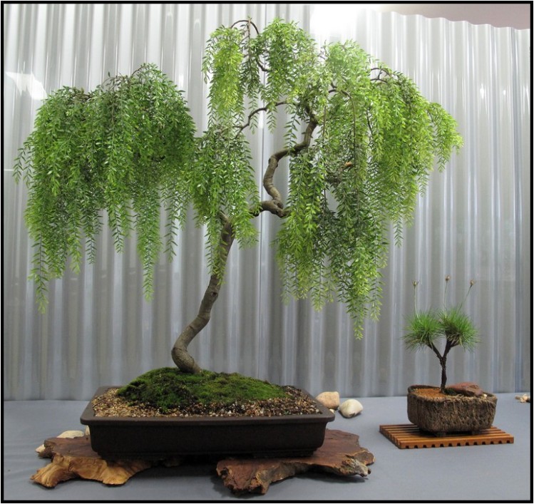 Buy Indoor Bonsai Tree Toronto | Home and Garden Designs