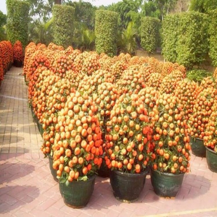 20seeds/bag Bonsai Orange Fruit Climbing Plants Orange ...